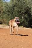 CANE CORSO 082